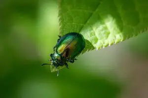 entomology, arthropods, beetles, biodiversity, coleoptera, ecological role, habitat preferences, insect behavior, insect ecology, insect morphology, insect taxonomy, insects, integrated pest management, leaf beetle, natural pest control, pest control strategies, pest management, wildlife observation