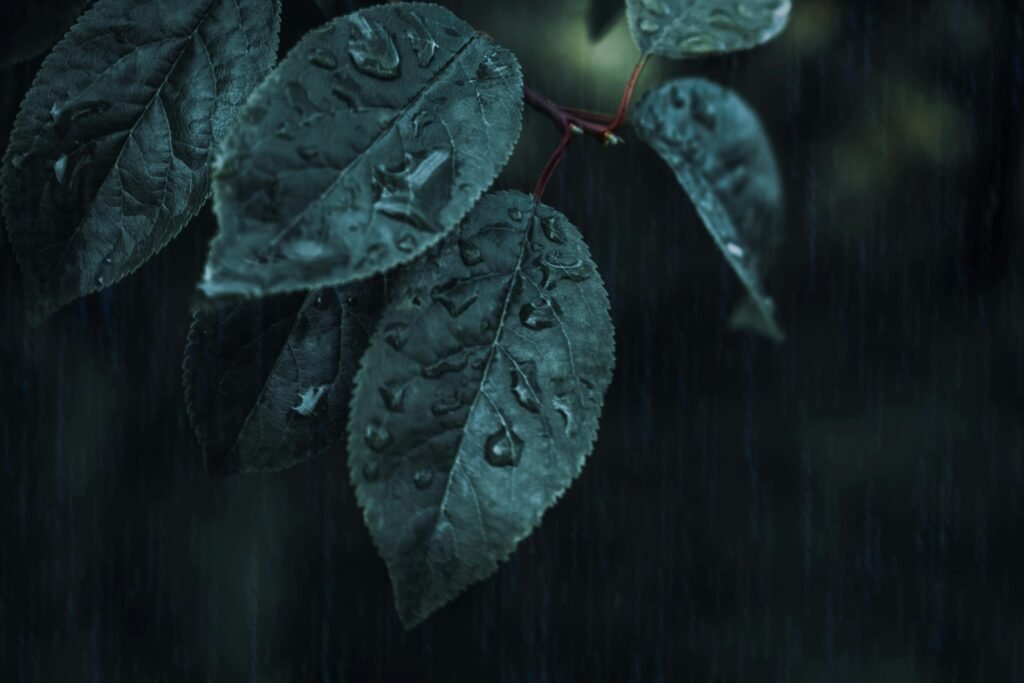 Vibrant green leaves with dewdrops captured in a dark, rainy ambiance.