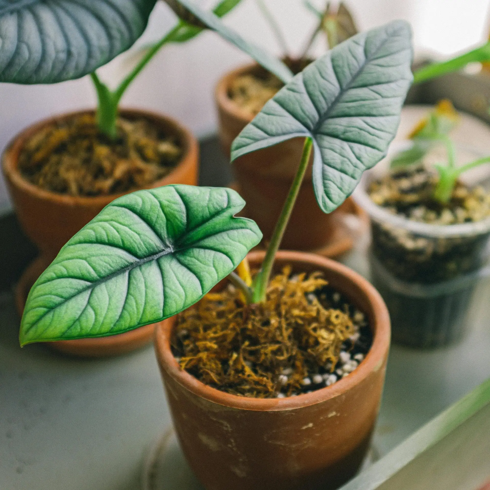 לצמוח או לנבול? Close-up of decorative indoor plants in clay pots, highlighting vibrant green leaves, perfect for home gardening enthusiasts.